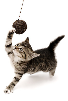 포토 JPG 해외이미지 동물 어린이 새끼 백그라운드 장난 가정 수염 털 표정 사랑 앉기 사람없음 반려동물 장난감 고양이 가축 우정 공연 회색 점 유머 은색 작음 호기심 흰배경 꼬리 부드러움 보여주기 걸음마 남동생 바디케어 집게발 해외202004 해외포토 감정 컬러 컨셉 포유류 모션 사람 이벤트 친구 흰색 감각 크기 동생 파일형식 이미지허브