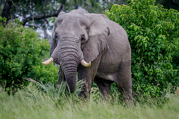 포토 JPG 해외이미지 동물 공원 남자 야생동물 여행 백그라운드 포유류 아프리카 자연 코끼리 국립공원 사람없음 야외 여행객 환경 힘 황무지 보호 큼 사파리 황소 상아 멸종 남쪽 나미비아 해외202004 해외포토 공공시설 나라 컨셉 사람 소 크기 방향 생태계 남아프리카 파일형식 이미지허브