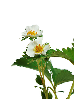 포토 JPG 해외이미지 식물 지구 백그라운드 컨셉 잎 밭 농업 자연 딸기 부활절 새로움 건강 씨앗 사람없음 야외 빨간색 초록색 새싹 정원 희망 흙 봄 성장 신선 작음 뿌리 먼지 고립 땅바닥 모종 생태학 처음 생존 해외202004 해외포토 계절 교육 기념일 감정 산업 컬러 과일 바닥 크기 생태계 파일형식 이미지허브