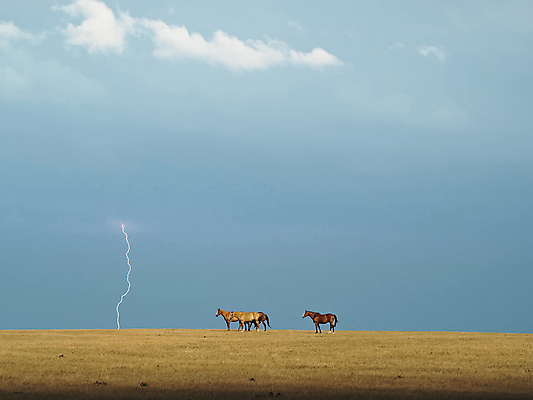 포토 JPG 해외이미지 동물 야생동물 가족 자연 바람 파노라마 사람없음 빨간색 달리기 갈색 자유 흰색 레이싱 만 군중 번개 방목 몽골 갈기 멸종 스카이라인 내추럴 망아지 반항 단아함 무료 서쪽 스텝 해외202004 해외포토 자연요소 아시아 새끼 컬러 컨셉 관계 모션 날씨 촬영기법 사람 시합 말_동물 축산업 방향 생태계 파일형식 이미지허브