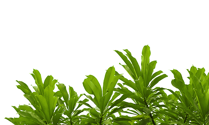 포토 JPG 해외이미지 나무 식물 공원 곤충 백그라운드 잎 자연 프레임 그림자 사람없음 야외 초록색 태양 우주 정원 맑음 침묵 봄 성장 흰색 나뭇가지 신선 투명 모서리 숲 묘사 유기농 질감 내추럴 고립 디테일 해외202004 해외포토 자연요소 동물 웰빙 계절 공공시설 컬러 날씨 소리 생태계 파일형식 이미지허브