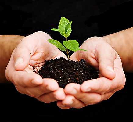 포토 JPG 해외이미지 주간 손 들기 야외 신체부위 새싹 해외202004 해외포토 자연요소 식물 모션 사람 파일형식 이미지허브