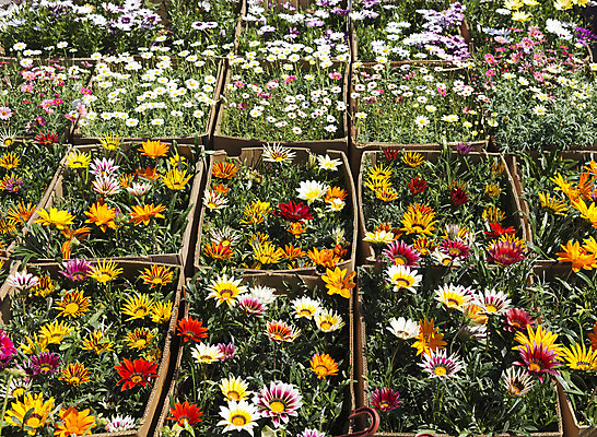 포토 JPG 해외이미지 식물 계절 꽃 분홍색 꽃무늬 비즈니스 자연 종류 선물 사람없음 장식 빨간색 초록색 상자 컬러풀 세일 상점 보라색 봄 벚꽃 축하 신선 시장 가격 다발 전시회 원예 소매 마케팅 매각 해외202004 해외포토 컬러 컨셉 무늬 취미 전시 생태계 파일형식 이미지허브