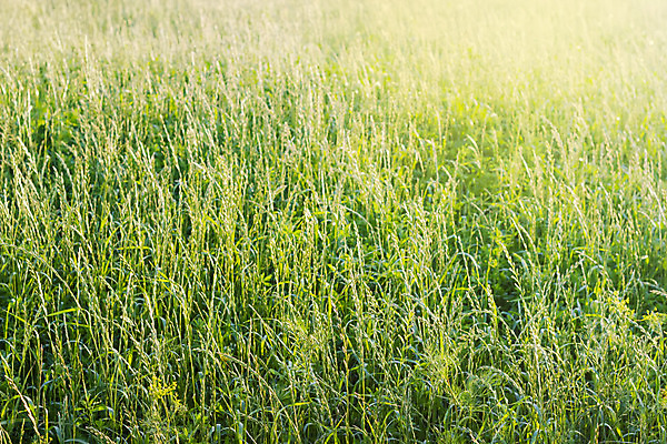 포토 JPG 해외이미지 식물 줄기 백그라운드 잎 밭 자연 잔디 사람없음 여름 일몰 시골 질감 귀 스파이크 해외202004 해외포토 계절 농업 신체부위 노을 생태계 파일형식 이미지허브