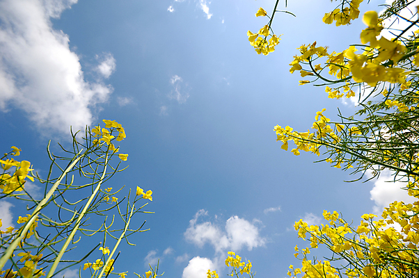 포토 JPG 해외이미지 식물 구름 계절 꽃 여행 밭 농업 자연 하늘 사람없음 야외 초록색 여름 파란색 농작물 컬러풀 농장 농경지 노란색 환경 맑음 봄 수확 성장 벚꽃 시골 개화 황금 5월 땅 내추럴 밭일 카놀라 해외202004 해외포토 자연요소 산업 컬러 날씨 날짜 생태계 파일형식 이미지허브