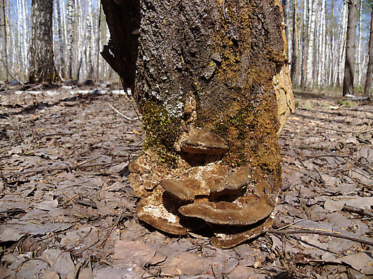 포토 JPG 해외이미지 나무 식물 계절 공원 야생동물 줄기 조각 백그라운드 잎 부분 자연 하늘 아침 선반 이끼 풍경 사람없음 야외 목재 세로 초록색 파란색 갈색 우주 환경 어둠 버섯 침묵 손상 금지 성장 가을 죽음 보호 숲 큼 유기농 질감 생물학 통나무 장면 나무껍질 지역 담배꽁초 공상 자작나무 내추럴 곰팡이 구식 삼림지대 옛날 해외202004 해외포토 주간 동물 웰빙 공공시설 교육 컬러 가구 컨셉 재료 담배 소리 껍질 크기 생태계 파일형식 이미지허브