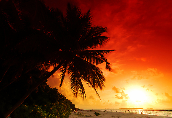 포토 JPG 해외이미지 나무 실루엣 모래 바다 섬 잎 오렌지 하늘 손바닥 풍경 사람없음 빨간색 빛 태양 일출 황혼 일몰 광선 야간 방파제 석호 몰디브 수평선 해외202004 해외포토 자연요소 식물 손 공공시설 아시아 컬러 과일 촬영기법 노을 파일형식 이미지허브