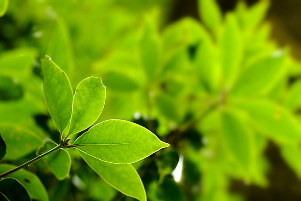 포토 JPG 해외이미지 나무 식물 계절 백그라운드 잎 패턴 밭 자연 추상 건강 사람없음 초록색 여름 빛 햇빛 평화 환경 정원 화목 침묵 봄 활발 성장 나뭇가지 신선 투명 숲 허브 순수 질감 내추럴 해외202004 해외포토 컬러 컨셉 무늬 농업 태양 소리 생태계 파일형식 이미지허브