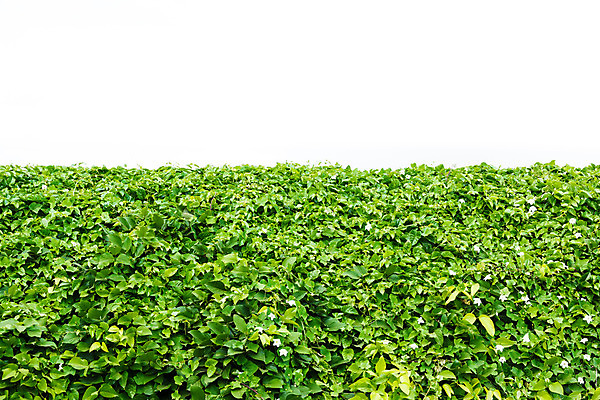 포토 JPG 해외이미지 모양 나무 식물 공원 벽 백그라운드 잎 패턴 자연 사람없음 장식 초록색 울타리 정원 성장 흰색 나뭇가지 시골 정상 숲 관목 내추럴 고립 해외202004 해외포토 공공시설 컬러 무늬 담장 생태계 파일형식 이미지허브