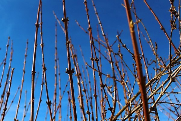 포토 JPG 해외이미지 식물 겨울 사람없음 새싹 정원 나뭇가지 2월 해외202004 해외포토 나무 계절 날짜 파일형식 이미지허브
