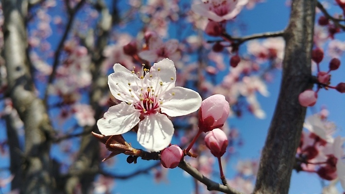 포토 JPG 해외이미지 나무 식물 꽃 분홍색 백그라운드 잎 자연 하늘 사람없음 야외 파란색 햇빛 정원 봄 벚꽃 흰색 해외202004 해외포토 계절 컬러 태양 생태계 파일형식 이미지허브