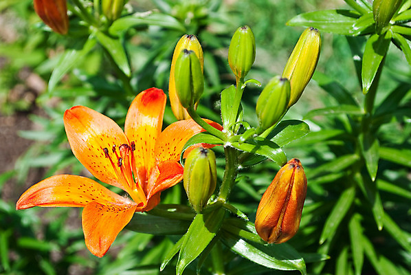 포토 JPG 해외이미지 꽃 줄기 백그라운드 잎 오렌지 동양인 사람없음 초록색 노란색 줄무늬 활발 촉촉함 흰색 호랑이 백합 고립 해외202004 해외포토 식물 컬러 컨셉 무늬 과일 포유류 인종 젖음 파일형식 이미지허브