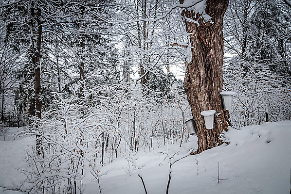 포토 JPG 해외이미지 나무 계절 단풍 캐나다 겨울 자연 날씨 사람없음 야외 냉동 얼음 산책로 추위 흰색 신선 황무지 숲 양동이 트랙 깊이 삼림지대 해외202004 해외포토 자연요소 식물 길 컬러 잎 북아메리카 생태계 파일형식 이미지허브