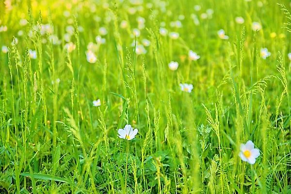포토 JPG 해외이미지 식물 디자인 꽃 꽃다발 백그라운드 꽃무늬 밭 자연 건강 사람없음 야외 초록색 빛 햇빛 태양 약 노란색 정원 맑음 스파 봄 성장 벚꽃 흰색 개화 다발 허브 원예 데이지 내추럴 돌봄 캐모마일 해외202004 해외포토 자연요소 계절 컬러 무늬 농업 의학 모션 날씨 취미 생태계 파일형식 이미지허브