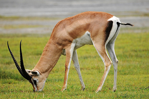 포토 JPG 해외이미지 동물 한마리 응시 야생동물 포유류 아프리카 자연 휴가 뿔 국립공원 서기 사람없음 야외 옆모습 가로 초록색 갈색 신혼여행 고독 사파리 영양 케냐 노려봄 가젤 보호구역 사바나 초식 탄자니아 평야 해외202004 해외포토 1 시선 공원 감정 나라 뷰포인트 컬러 결혼 모션 표정 생태계 구역 파일형식 이미지허브