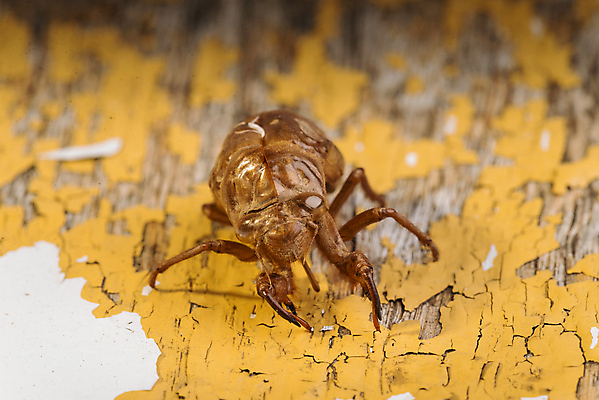 포토 JPG 해외이미지 나무 동물 얼굴 야생동물 곤충 신체 날개 자연 건조 사람없음 초록색 여름 갈색 머리 환경 껍질 흰색 입 변화 벌레 숲 피부 묘사 질감 생물학 순환 나무껍질 애벌레 내추럴 고립 귀뚜라미 동물상 변태 오싹 해외202004 해외포토 식물 계절 교육 컬러 컨셉 모션 신체부위 조형물 생태계 파일형식 이미지허브