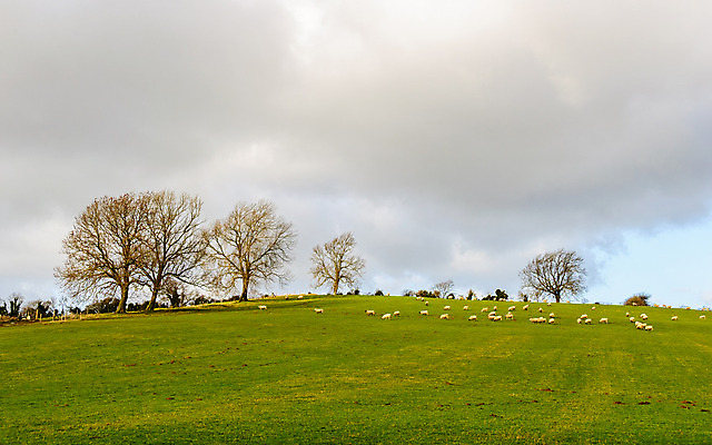 포토 JPG 해외이미지 나무 동물 구름 영어 계절 겨울 밭 농업 자연 영국 잉글랜드 풍경 사람없음 초록색 농장 가축 시골 양 방목 그리너리 해외202004 해외포토 자연요소 식물 문자 유럽 산업 컬러 포유류 축산업 생태계 파일형식 트랜드컬러 이미지허브