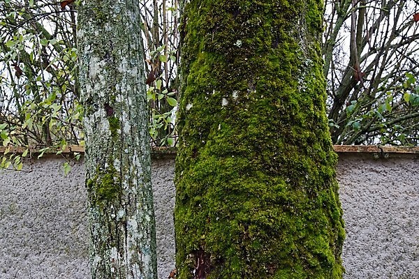 포토 JPG 해외이미지 나무 벽 서기 사람없음 가로 세로 젖음 추위 가을 나무껍질 거짓말 수평선 해외202004 해외포토 식물 계절 모션 껍질 파일형식 이미지허브