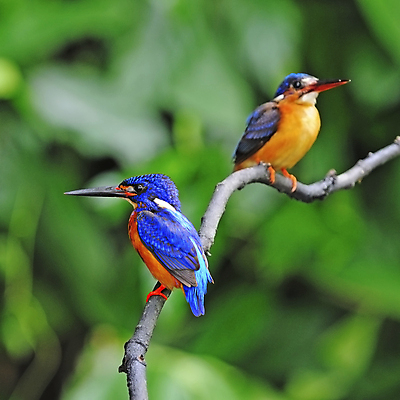 포토 JPG 해외이미지 동물 야생동물 조류 어류 사람없음 물 파란색 컬러풀 나뭇가지 아래 깃털 사냥 육식동물 물총새 해외202004 해외포토 자연요소 나무 컬러 수중동물 방향 위치 파일형식 이미지허브
