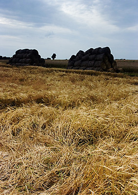 포토 JPG 해외이미지 나무 구름 계절 전통문화 밭 농업 하늘 그림자 옥수수 풍경 사람없음 초록색 여름 파란색 빛 농장 봄 줄무늬 가을 농촌 구멍 연결 작음 땅 심플 조경 일렬 시에나 평야 호밀 수평선 해외202004 해외포토 자연요소 식물 전통 산업 문화 컬러 무늬 자연 곡류 시골 크기 파일형식 이미지허브