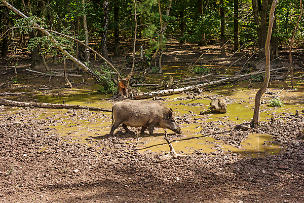 포토 JPG 해외이미지 나무 동물 남자 야생동물 농업 포유류 자연 털 독일 사람없음 야외 갈색 머리 어둠 힘 봄 나뭇가지 돼지 치아 숲 위험 큼 사냥 주둥이 멧돼지 바이에른 해외202004 해외포토 식물 계절 유럽 산업 컬러 컨셉 사람 신체부위 소화기관 크기 생태계 파일형식 이미지허브