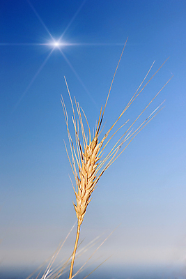 포토 JPG 해외이미지 별 하늘 사람없음 파란색 태양 노란색 맑음 밀 해외202004 해외포토 자연요소 컬러 날씨 곡류 파일형식 이미지허브