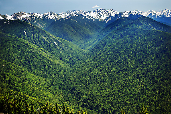 포토 JPG 해외이미지 나무 선 여행 올림픽 자연 산 국립공원 풍경 사람없음 초록색 여름 미국 폭포 소나무 정상 숲 산등성이 상록수 서쪽 워싱턴 전국 절정 해외202004 해외포토 식물 계절 공원 스포츠 컬러 북아메리카 방향 생태계 파일형식 이미지허브