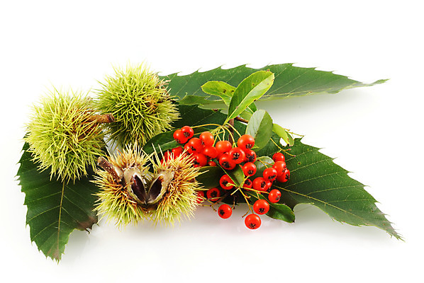 포토 JPG 해외이미지 열매 백그라운드 잎 오렌지 사람없음 가을 흰색 고립 해외202004 해외포토 식물 계절 컬러 과일 파일형식 이미지허브