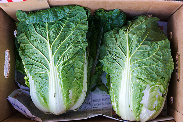 포토 JPG 해외이미지 식물 음식 잎 농업 다이어트 채소 재료 자연 건강 사람없음 초록색 머리 봄 신선 유기농 양배추 날것 내추럴 채식주의자 해외202004 해외포토 웰빙 계절 산업 컬러 신체부위 생태계 채식 파일형식 이미지허브