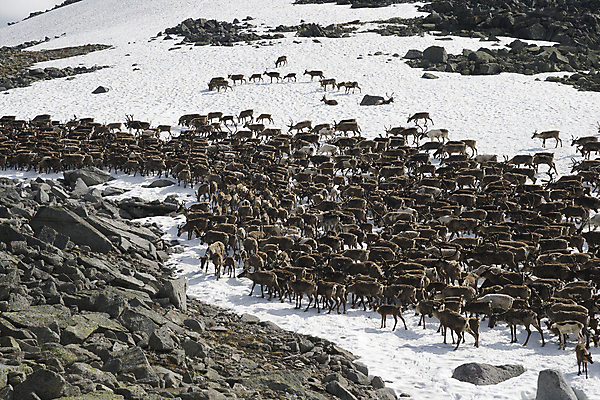 포토 JPG 해외이미지 동물 야생동물 겨울 포유류 자연 사슴 산 뿔 풍경 사람없음 야외 가로 갈색 걷기 계곡 가축 추위 바위 그룹 군중 방목 북극 먹기 러시아 지역 북쪽 러시아인 벌거벗은 순록 해외202004 해외포토 서양인 계절 유럽 컬러 모션 사람 돌_바위 축산업 극지방 방향 생태계 파일형식 이미지허브