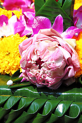 포토 JPG 해외이미지 나무 꽃 아시아 종교 문화 음식 분홍색 여행 백그라운드 잎 꽃무늬 불교 태국 자연 바나나 미술 동양인 사람없음 장식 빨간색 초록색 장미 노란색 평화 믿음 화환 흰색 신선 사찰 난초 심볼 명상 사인 싱글 방콕 신앙심 힌두교 존경 해외202004 해외포토 식물 감정 나라 컬러 컨셉 무늬 과일 종교건축 문화예술 인종 생태계 파일형식 이미지허브