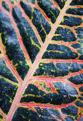 포토 JPG 해외이미지 나무 식물 건축물 계절 선 백그라운드 컨셉 잎 패턴 오렌지 자연 추상 프레임 사람없음 빨간색 파란색 컬러풀 활발 보호 숲 가득함 묘사 유기농 질감 정맥 내추럴 대칭 복잡 엘리먼트 해외202004 해외포토 웰빙 건축 컬러 무늬 과일 생태계 혈관 파일형식 이미지허브