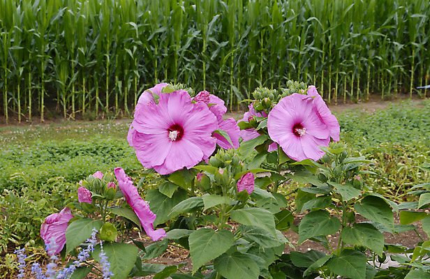 포토 JPG 해외이미지 식물 꽃잎 꽃 분홍색 백그라운드 꽃무늬 밭 자연 사람없음 장식 초록색 컬러풀 정원 봄 벚꽃 개화 닫기 관목 원예 화단 해외202004 해외포토 나무 계절 컬러 무늬 농업 모션 취미 생태계 파일형식 이미지허브