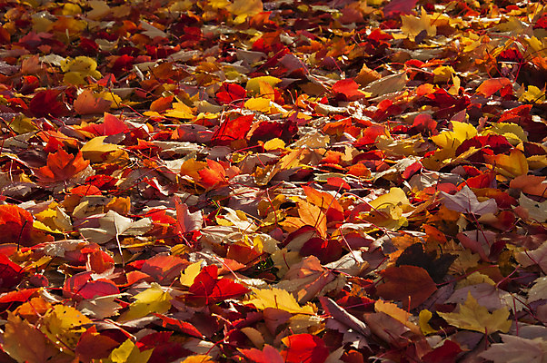 포토 JPG 해외이미지 나무 식물 계절 공원 여행 백그라운드 단풍 잎 밭 오렌지 자연 풍경 잔디 사람없음 야외 파란색 빛 컬러풀 태양 노란색 환경 정원 페인트 활발 광선 가을 황금 떨어짐 숲 원예 조경 내추럴 강렬 땅바닥 미루나무 해외202004 해외포토 자연요소 공공시설 컬러 컨셉 농업 과일 바닥 취미 생태계 파일형식 이미지허브