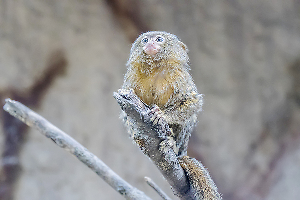 포토 JPG 해외이미지 동물 척추동물 1 응시 야생동물 포유류 생물 털 종류 사람없음 갈색 원숭이 아기 작음 모피 꼬리 유인원 노려봄 난쟁이 해외202004 해외포토 시선 컬러 표정 사람 크기 파일형식 이미지허브
