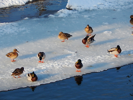 포토 JPG 해외이미지 동물 계절 호수 야생동물 백그라운드 겨울 자연 조류 오리 앉기 사람없음 물 강 냉동 얼음 수영 추위 흰색 연못 서리 부리 해외202004 해외포토 자연요소 컬러 모션 수상스포츠 생태계 파일형식 이미지허브