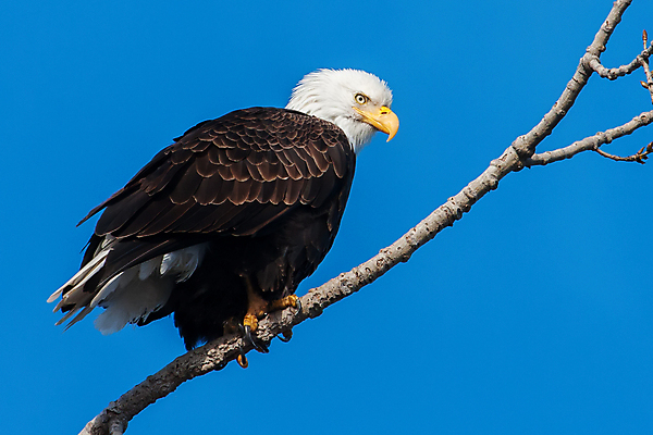 포토 JPG 해외이미지 주간 야생동물 사람없음 야외 독수리 흰머리독수리 해외202004 해외포토 자연요소 동물 조류 파일형식 이미지허브