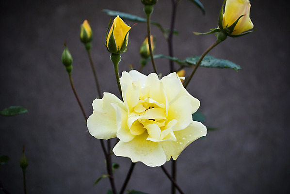 포토 JPG 해외이미지 식물 공원 기념일 꽃잎 꽃 백그라운드 잎 꽃무늬 자연 벽지 휴가 발렌타인데이 건강 선물 사랑 사람없음 야외 초록색 여름 장미 노란색 정원 봄 벚꽃 흰색 신용카드 개화 우아함 닫기 달콤 싱글 원예 열정 부드러움 내추럴 해외202004 해외포토 계절 공공시설 감정 컬러 컨셉 무늬 모션 데이이벤트 이벤트 취미 금융 감각 맛 생태계 파일형식 이미지허브