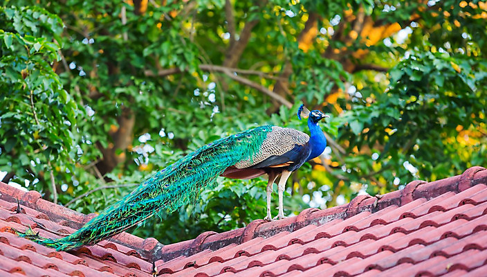 포토 JPG 해외이미지 나무 동물 남자 야생동물 백그라운드 자연 조류 하늘 동물원 서기 성인 사람없음 장식 가로 빨간색 초록색 파란색 컬러풀 머리 우주 활발 흰색 우아함 공작 옥상 인도인 타일 깃털 질감 꼬리 목 꿩 터키석 해외202004 해외포토 외국인 식물 컬러 컨셉 모션 사람 동양인 신체부위 보석 생태계 파일형식 이미지허브