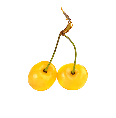 포토 JPG 해외이미지 열매 음식 백그라운드 과일 자연 디저트 사람없음 알약 노란색 흰색 체리 달콤 먹기 고립 해외202004 해외포토 식물 컬러 모션 약 맛 생태계 파일형식 이미지허브