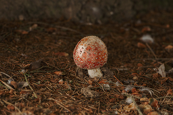 포토 JPG 해외이미지 나무 식물 계절 지구 백그라운드 단풍 잎 자연 휴식 바닥 이끼 풍경 사람없음 야외 빨간색 초록색 햇빛 갈색 노란색 버섯 흙 촉촉함 가을 나뭇가지 그룹 숲 11월 싱글 장면 10월 내추럴 곰팡이 땅바닥 많음 해외202004 해외포토 컬러 컨셉 태양 젖음 날짜 생태계 파일형식 이미지허브