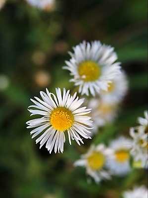 포토 JPG 해외이미지 식물 꽃잎 꽃 밭 자연 건강 사람없음 야외 환경 정원 봄 벚꽃 흰색 신선 닫기 작음 허브 묘사 데이지 내추럴 생태학 해외202004 해외포토 계절 교육 컬러 농업 모션 크기 생태계 파일형식 이미지허브