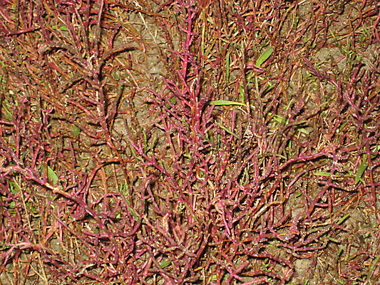 포토 JPG 해외이미지 모래 잎 패턴 오렌지 이끼 사람없음 빨간색 초록색 뿌리 해외202004 해외포토 식물 컬러 무늬 과일 파일형식 이미지허브