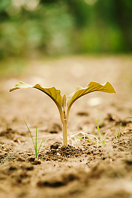 포토 JPG 해외이미지 나무 식물 계절 여행 잎 풍경 사람없음 초록색 여름 빛 햇빛 환경 맑음 봄 황무지 숲 내추럴 해외202004 해외포토 컬러 날씨 태양 파일형식 이미지허브