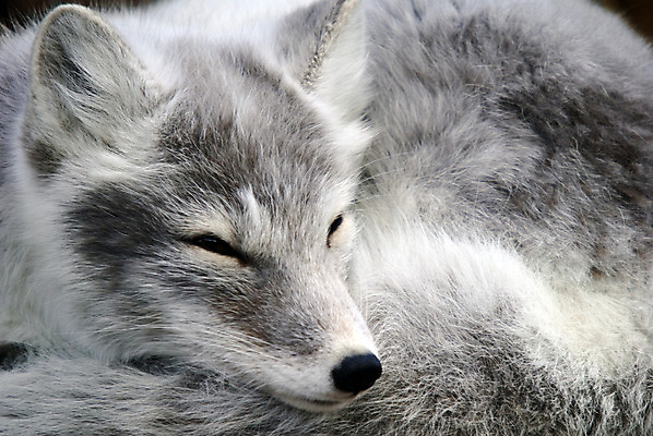 포토 JPG 해외이미지 동물 야생동물 포유류 자연 털 사람없음 흰색 북극 여우 북쪽 해외202004 해외포토 컬러 극지방 방향 생태계 파일형식 이미지허브