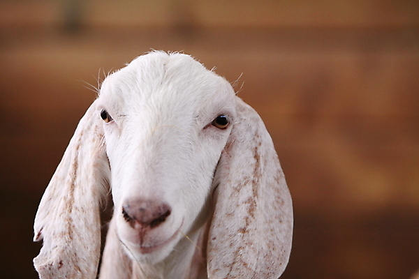 포토 JPG 해외이미지 동물 야생동물 음식 포유류 자연 염소 사람없음 농장 식용 해외202004 해외포토 농업 생태계 파일형식 이미지허브