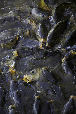 포토 JPG 해외이미지 동물 호수 야생동물 음식 백그라운드 오렌지 태국 자연 낚시 프레임 어류 사람없음 초록색 물 여름 강 컬러풀 갈색 머리 점프 검은색 수중 수영 흰색 연못 신선 입 뱀 그룹 군중 먹이 먹기 배고픔 상어 내추럴 민물 생존 많음 해외202004 해외포토 자연요소 계절 아시아 컬러 컨셉 과일 파충류 모션 레저 사람 신체부위 수중동물 수상스포츠 생태계 파일형식 이미지허브