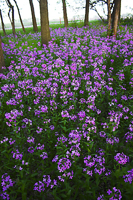 포토 JPG 해외이미지 나무 꽃 분홍색 잎 꽃무늬 패턴 자연 아침 추상 사람없음 빛 컬러풀 태양 보라색 일몰 놀람 봄 성장 황무지 저녁 숲 제비꽃 공상 특별함 해외202004 해외포토 주간 자연요소 식물 계절 감정 컬러 컨셉 무늬 표정 노을 야간 생태계 파일형식 이미지허브