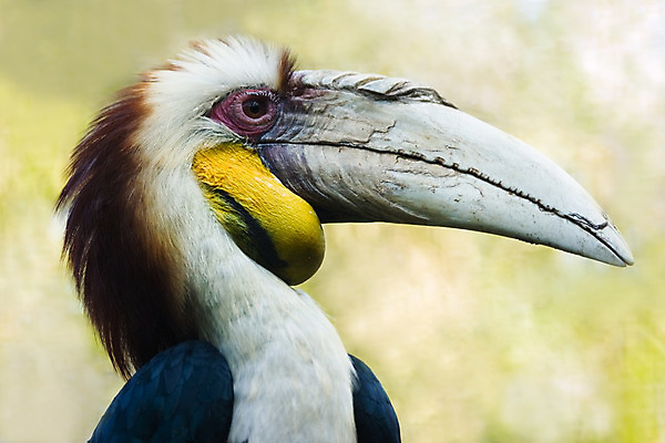 포토 JPG 해외이미지 동물 남자 아시아 야생동물 자연 조류 사람없음 가로 노란색 검은색 흰색 바 숲 큼 부리 계산서 해외202004 해외포토 나라 컬러 사람 크기 생태계 파일형식 이미지허브