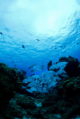 포토 JPG 해외이미지 교육 바다 여행 학교 낚시 어류 사람없음 물 평화 수중 중앙아메리카 다이빙 벨리즈 지느러미 암초 해외202004 해외포토 자연요소 컨셉 레저 아메리카 수영 수중동물 수중스포츠 파일형식 이미지허브